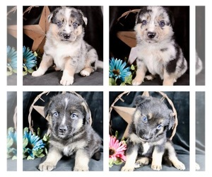 Australian Shepherd-German Shepherd Dog Mix Litter for sale in GEORGETOWN, TX, USA