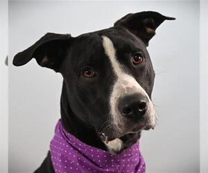 Labrador Retriever-Unknown Mix Dogs for adoption in Fort Collins, CO, USA