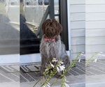 Small Photo #1 Wirehaired Pointing Griffon Puppy For Sale in CADYVILLE, NY, USA