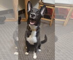 Small #2 Collie-Labrador Retriever Mix