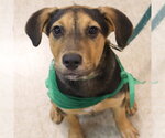 Small #8 Labrador Retriever Mix