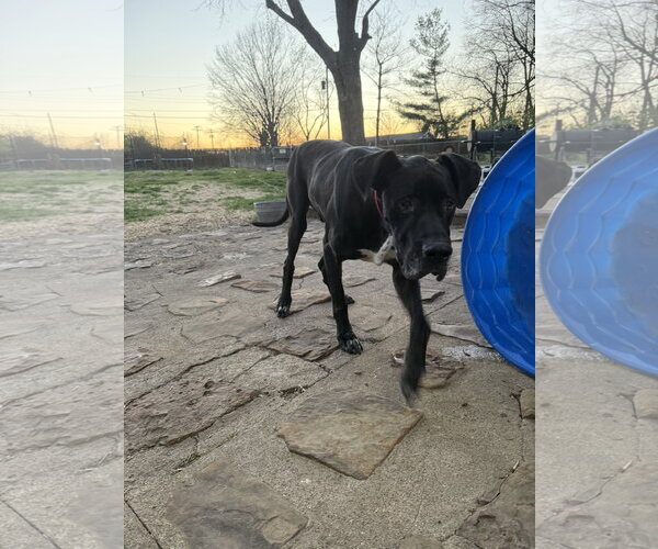 Medium Photo #2 Great Dane-Unknown Mix Puppy For Sale in Columbus, IN, USA