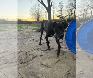 Hank - Male Great Dane-Unknown Mix Dog for Adoption - Photo #2