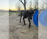 Small #1 Great Dane Mix