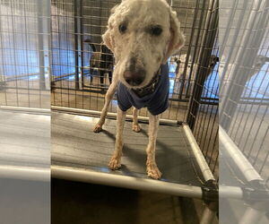 Poodle (Standard) Dogs for adoption in Minneapolis, MN, USA
