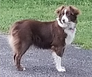 Mother of the Miniature Australian Shepherd puppies born on 05/05/2025