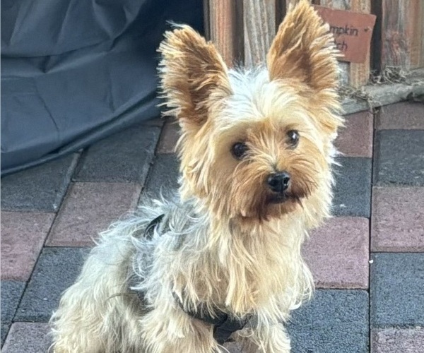 Medium Photo #4 Yorkshire Terrier Puppy For Sale in MANSFIELD, MO, USA