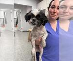 Small #2 Shih Tzu