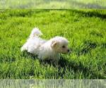 Small #4 Havanese