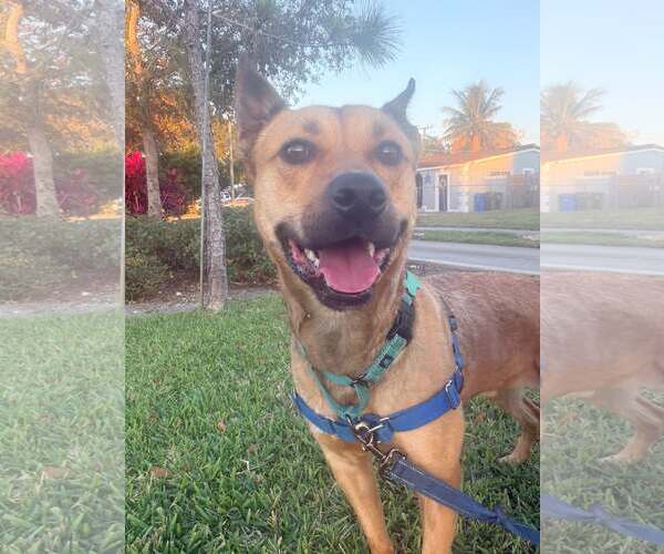 Medium Photo #2 Labrador Retriever-Unknown Mix Puppy For Sale in Pompano Beach , FL, USA