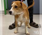 Small #1 Labrador Retriever Mix