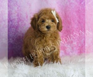 Maltipoo Puppy for sale in WARSAW, IN, USA