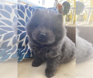 Chow Chow Puppy for Sale in FLORENCE, South Carolina USA