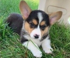 American Corgi Puppy for sale in COLUMBUS, NE, USA