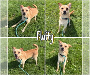 Chihuahua-Unknown Mix Dogs for adoption in Pierceton , IN, USA