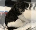 Small Photo #6 Poodle (Standard) Puppy For Sale in MONTESANO, WA, USA