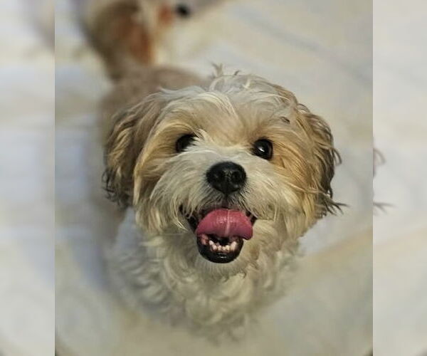 Medium Photo #2 Shih Tzu Puppy For Sale in Lebanon, PA, USA