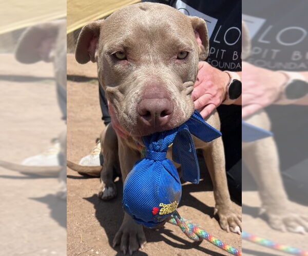 Medium Photo #2 American Staffordshire Terrier Puppy For Sale in phoenix, AZ, USA