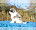 Small #4 ShihPoo