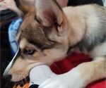 Small Photo #4 Pomsky Puppy For Sale in KENNER, LA, USA