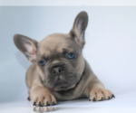 Small Photo #2 French Bulldog Puppy For Sale in PALM BCH GDNS, FL, USA