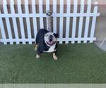 Small American Bulldog