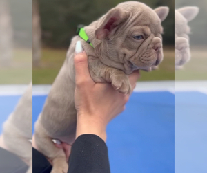 French Bulldog Puppy for sale in BROOKSVILLE, FL, USA