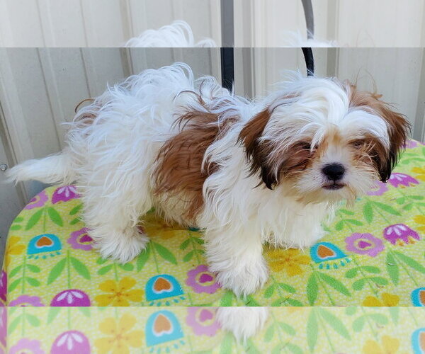 Medium Photo #2 Shih Tzu Puppy For Sale in Mountain View, MO, USA