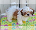Small #1 Shih Tzu