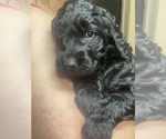 Small Photo #7 Goldendoodle Puppy For Sale in LANCASTER, SC, USA