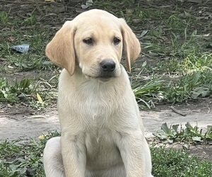 Labrador Retriever Puppy for sale in LINTON, IN, USA