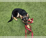 Small #9 German Shepherd Dog