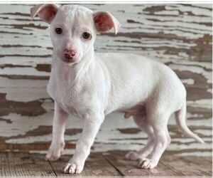 Dachshund-Unknown Mix Dogs for adoption in Carrollton, TX, USA