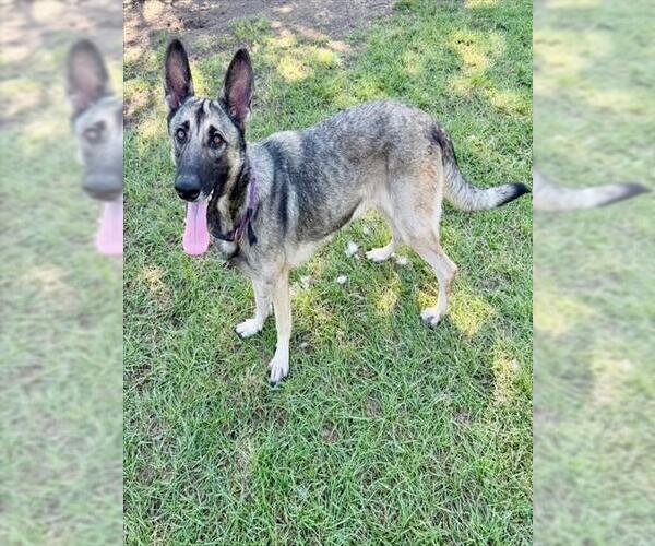 Medium Photo #1 German Shepherd Dog Puppy For Sale in Conroe, TX, USA