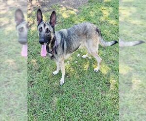 German Shepherd Dog Dogs for adoption in Conroe, TX, USA