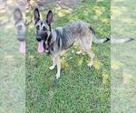 MARGOT - Female German Shepherd Dog Dog for Adoption - Small photo