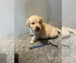 Puppy Blue Golden Retriever