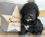 Small Photo #7 Goldendoodle Puppy For Sale in DUNDEE, OH, USA