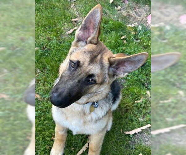 Medium Photo #1 German Shepherd Dog Puppy For Sale in Cupertino, CA, USA