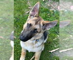 Small German Shepherd Dog