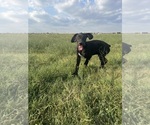 Small #2 Great Dane