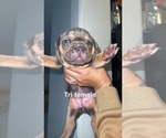 Small Photo #7 American Bully-American Pit Bull Terrier Mix Puppy For Sale in BORING, OR, USA