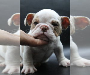 English Bulldog Puppy for sale in BRANDON, FL, USA
