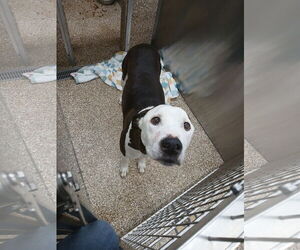 Mutt Dogs for adoption in Martinsburg, WV, USA