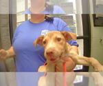 Small Labrador Retriever Mix