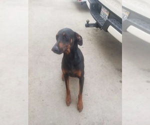 Father of the Doberman Pinscher puppies born on 10/12/2025