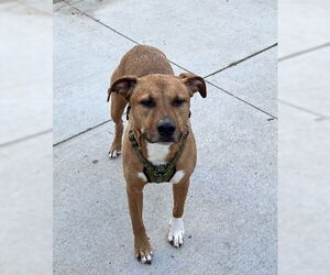 Boxer-Unknown Mix Dogs for adoption in Olathe, KS, USA