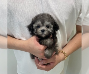 Poodle (Toy) Puppy for sale in REDLANDS, CA, USA