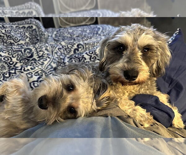 Medium Photo #5 Havanese Puppy For Sale in Westmont, IL, USA