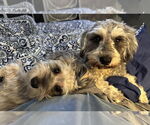 Small #4 Havanese